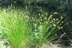 clump of rushes